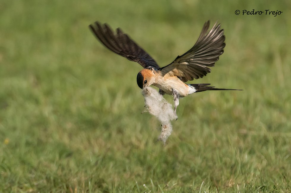 Golondrina dáurica (Cecropis daurica)